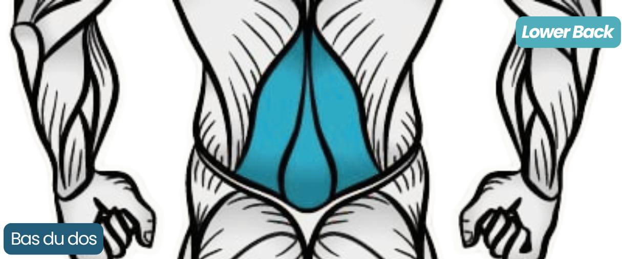 Bas du dos